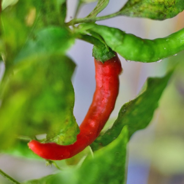 Silvretta_Chili_Samen_01.jpg