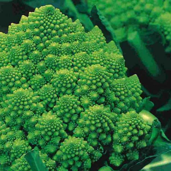 Romanesco_Samen_1.jpg