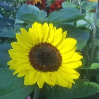 Sonnenblume_Lemon_Queen_Samen_1.jpg Sonnenblume_Lemon_Queen_Samen_1.jpg