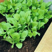 Tulsi_Basilikum_Holy_Samen_1.jpg Tulsi_Basilikum_Holy_Samen_1.jpg