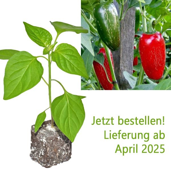 BIO_Jalapeno_Chili-Pflanze_01.jpg