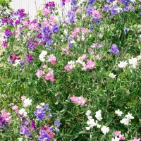 Duftwicke_Dwarf_Bijou_Mix_Samen_1.jpg Duftwicke_Dwarf_Bijou_Mix_Samen_1.jpg