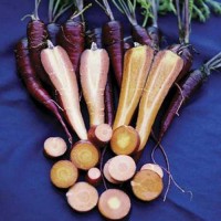 Karotte_Cosmic_Purple_Samen_1.jpg Karotte_Cosmic_Purple_Samen_1.jpg