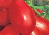 Rio Grande Tomaten Samen Rio Grande Tomaten Samen