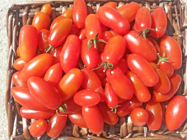 San Marzano Mini Tomaten Samen
