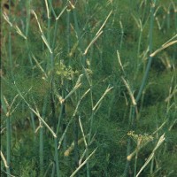 Fenchel_Samen_1.jpg Fenchel_Samen_1.jpg