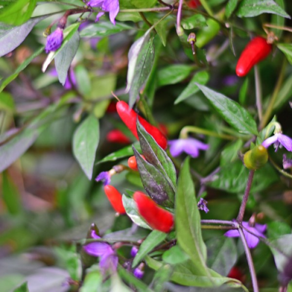 African_Birdseye_Chili_Samen_01.jpg