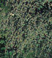 Andorn_Samen_1.jpg Andorn_Samen_1.jpg