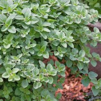 Oregano_Greek_Samen_1.jpg Oregano_Greek_Samen_1.jpg