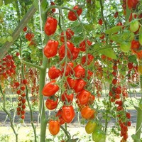 Datterino_Tomaten_Samen_1.jpg Datterino_Tomaten_Samen_1.jpg