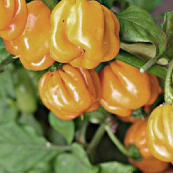 BIO West Indian Yellow Chili Samen