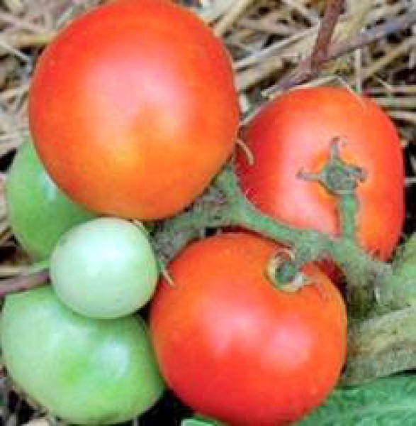 Czech Bush Tomaten Samen