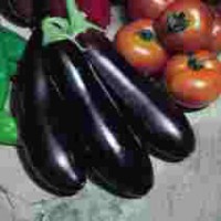 Aubergine_Long_Purple_Samen_1.jpg Aubergine_Long_Purple_Samen_1.jpg