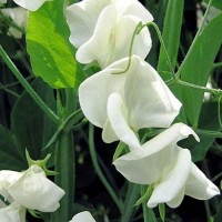 Duftwicke_Heirloom_Mrs_Collier_Samen_1.jpg Duftwicke_Heirloom_Mrs_Collier_Samen_1.jpg