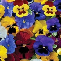 Stiefmuetterchen_Swiss_Giant_Silverbride_Samen_1.jpg Stiefmuetterchen_Swiss_Giant_Silverbride_Samen_1.jpg