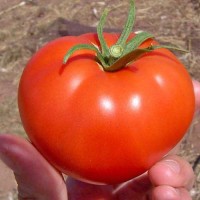 Balarga_Tomaten_Samen_1.jpg Balarga_Tomaten_Samen_1.jpg