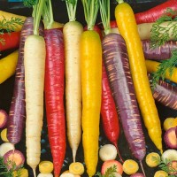 Karotte_Rainbow_Mix_Samen_1.jpg Karotte_Rainbow_Mix_Samen_1.jpg