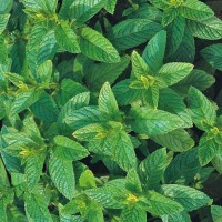 Minze_Spearmint_Samen_1.jpg Minze_Spearmint_Samen_1.jpg