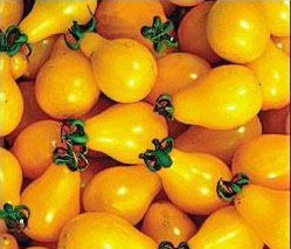 Yellow Pear Cherry Bell Tomaten Samen