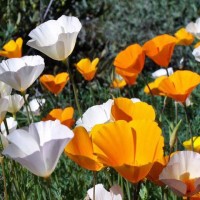 Kalifornischer_Mohn_Single_Mix_Samen_1.jpg Kalifornischer_Mohn_Single_Mix_Samen_1.jpg