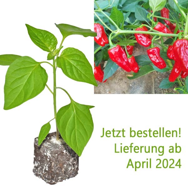 BIO Hinklehatz Red Chili-Pflanze