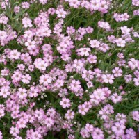 Sommer_Schleierkraut_Mix_Samen_1.jpg Sommer_Schleierkraut_Mix_Samen_1.jpg