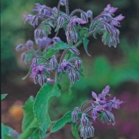 Borretsch_Samen_1.jpg Borretsch_Samen_1.jpg