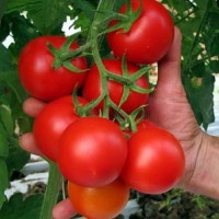 Tondo_Liscio_Tomaten_Samen_1.jpg Tondo_Liscio_Tomaten_Samen_1.jpg