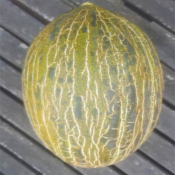 Melone Piel de Sapo Samen