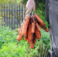 Karotten_richtig_anbauen_1.jpg Karotten_richtig_anbauen_1.jpg