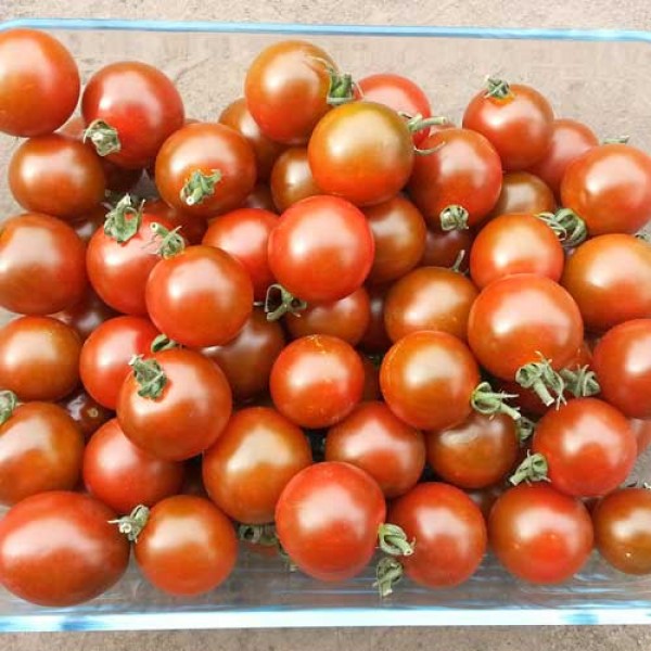 Black_Zebra_Mini_Tomaten_Samen_1.jpg