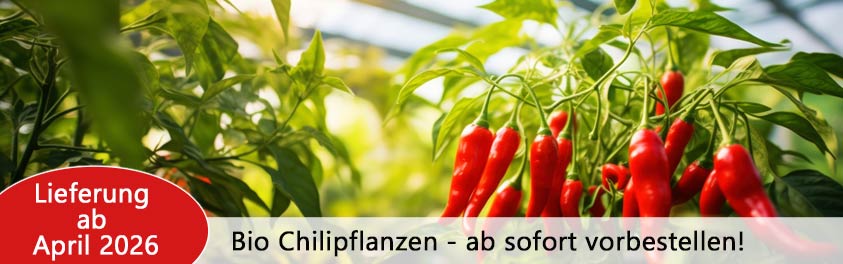 Chili-Pflanzen