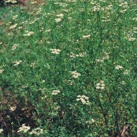 Kreuzkuemmel_Samen_1.jpg Kreuzkuemmel_Samen_1.jpg