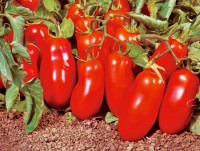 San Marzano Nano Tomaten Samen San Marzano Nano Tomaten Samen