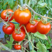 Stupice_Tomaten_Samen_1.jpg Stupice_Tomaten_Samen_1.jpg