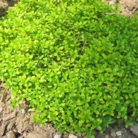 Thymian_Common_Samen_1.jpg Thymian_Common_Samen_1.jpg