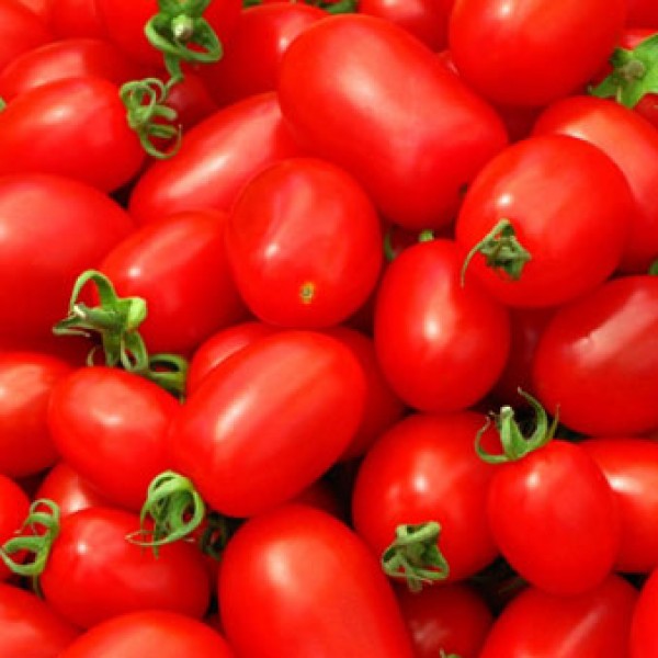 Ventura OChicco Tomaten Samen