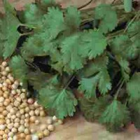 Koriander_Cilantro_Samen_1.jpg Koriander_Cilantro_Samen_1.jpg