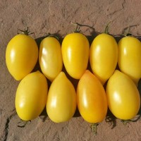 Cream_Sausage_Tomaten_Samen_1.jpg Cream_Sausage_Tomaten_Samen_1.jpg