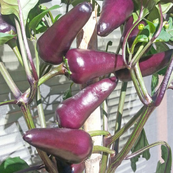 Starfire Purple Chili Samen