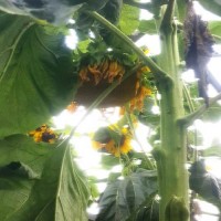 Sonnenblume_Titan_Samen_1.jpg Sonnenblume_Titan_Samen_1.jpg