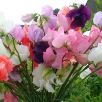 Duftwicke_Mammoth_Mix_Samen_1.jpg Duftwicke_Mammoth_Mix_Samen_1.jpg