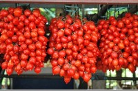 Fiaschetto Tomaten Samen Fiaschetto Tomaten Samen