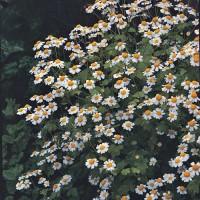 Mutterkraut_Samen_1.jpg Mutterkraut_Samen_1.jpg