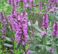 Echte_Betonie_Heil_Ziest_Samen_1.jpg Echte_Betonie_Heil_Ziest_Samen_1.jpg