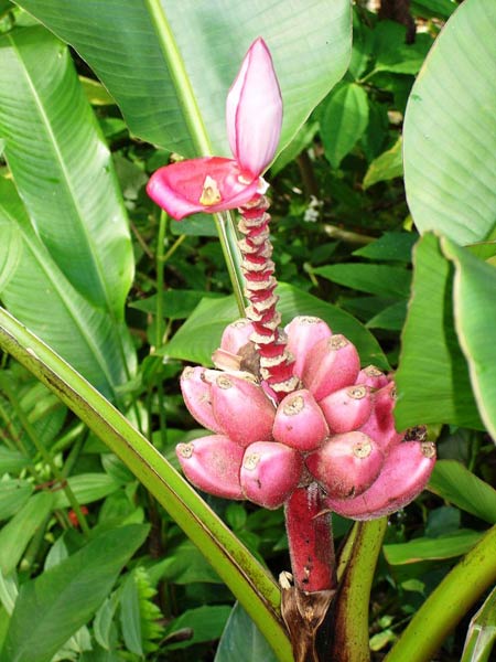 calathea roseopicta dottie pflege 4