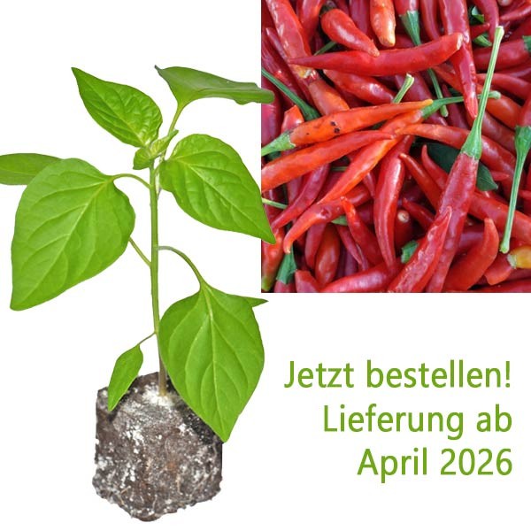 BIO_Sichuan_7_Stars_Chili-Pflanze_01.jpg