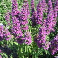 Bergamotte_Lemon_Samen_1.jpg Bergamotte_Lemon_Samen_1.jpg