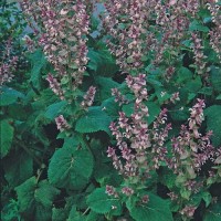 Salbei_Clary_Samen_1.jpg Salbei_Clary_Samen_1.jpg