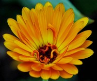 Calendula_Orange_King_Samen_1.jpg Calendula_Orange_King_Samen_1.jpg